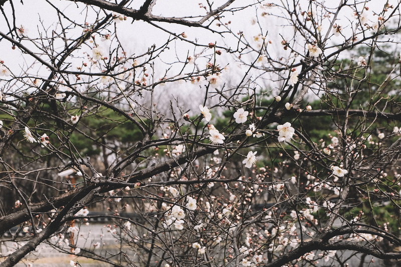 beauty in nature, nature, namsangol hanok village, plant, south korea, flower, no people, freshness, low angle view, winter, tree, outdoors, flowering plant