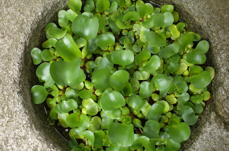 outdoors, growth, 4K, freshness, close-up, jeonju hanok village, no people, water, wellbeing, food and drink, jeonju, directly above, food, succulent plant