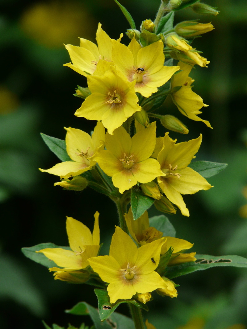 day, beauty in nature, flowering plant, petal, vulnerability, loosestrife, flower head, inflorescence, plant, glandular loosestrife, yellow, 2K, dotted loosestrife
