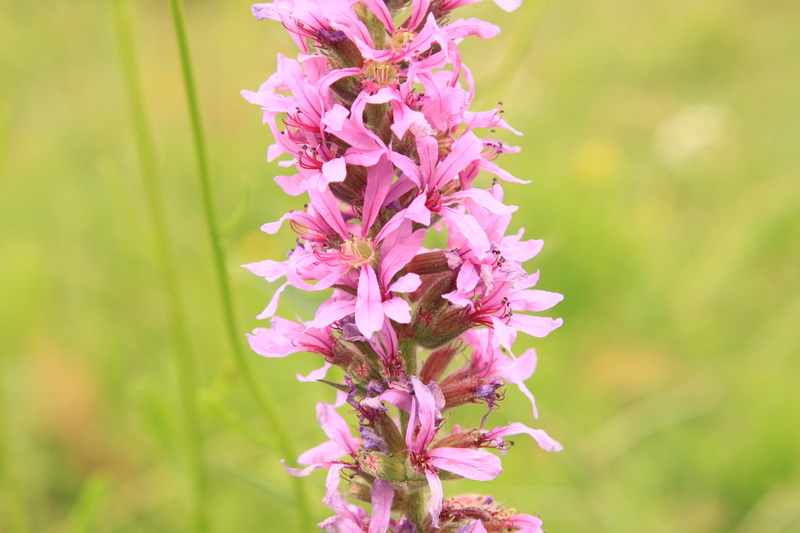 pink color, growth, day, Flowers, lilac, lythrum, Herbs, springtime, outdoors, flower, beauty in nature, close-up, focus on foreground, botany, blossom