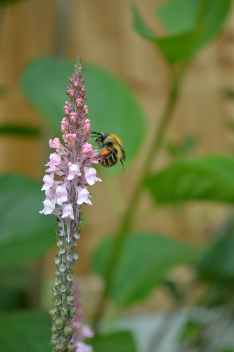 flower head, vulnerability, plant, invertebrate, beauty in nature, cottage garden, pale-pink loosestrife, purple, animals in the wild, close-up, flowering plant