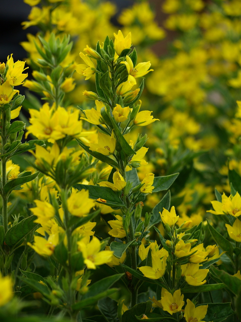 day, vulnerability, nature, flora, gold-loosestrife, flowering plant, freshness, flower, selective focus, close up view yellow, outdoors, sunny yellow