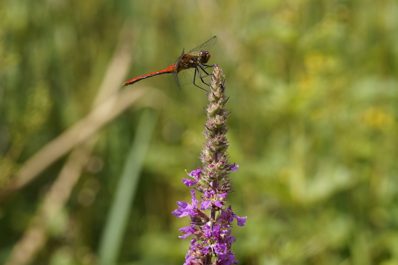 purple, dragonfly, one animal, animals in the wild, summer, wing, flora and fauna, pollination, animal wing, animal themes, animal wildlife, 5K, close