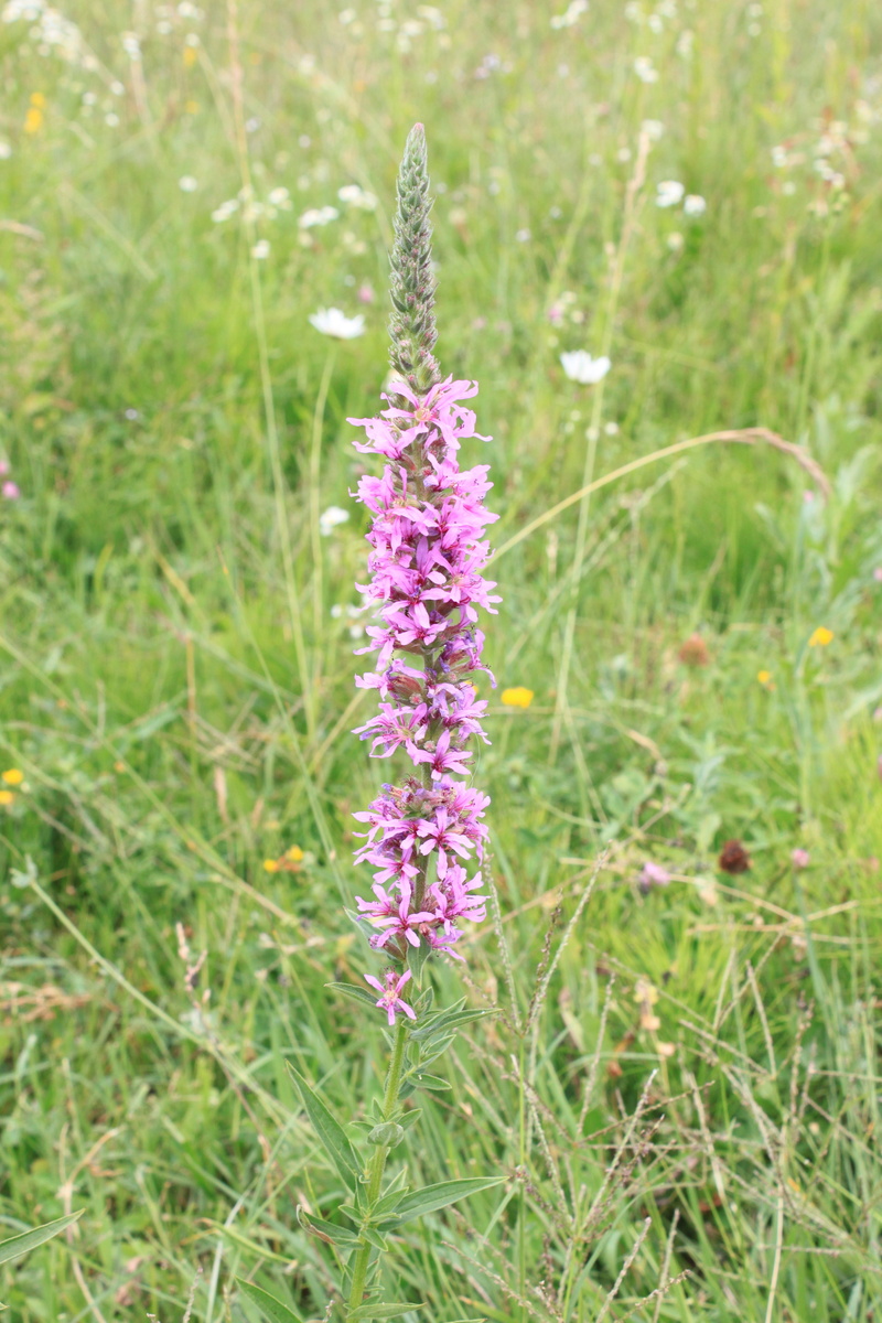 plant stem, flower head, field, herbs, day, loosestrife, growth, lythrum, lythraceae, plant, close-up, focus on foreground, flower, flowers, freshness