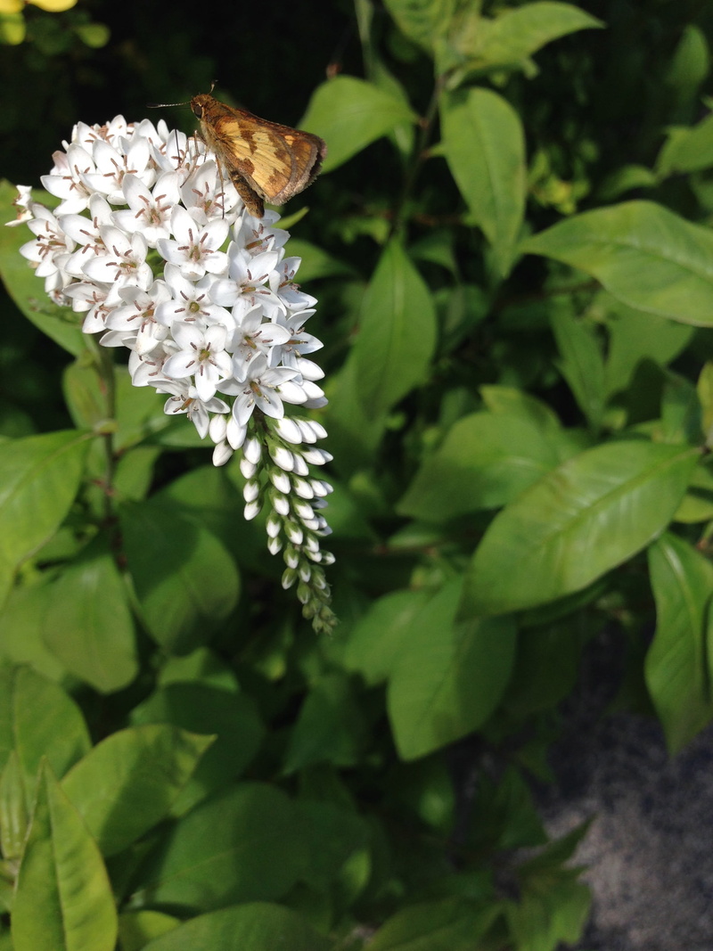 animal, insect, animal wildlife, animal themes, one animal, bush, vulnerability, Loosestrife, pollination, nature, 2K, growth, flowering plant, close-up