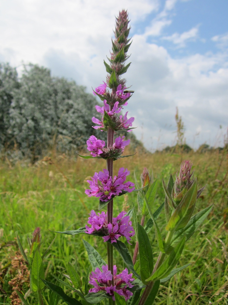tranquility, wildflower, field, freshness, lythrum, 2K, inlforescence, purple lythrum, growth, pink color, fragility, day, green color, flower, outdoors