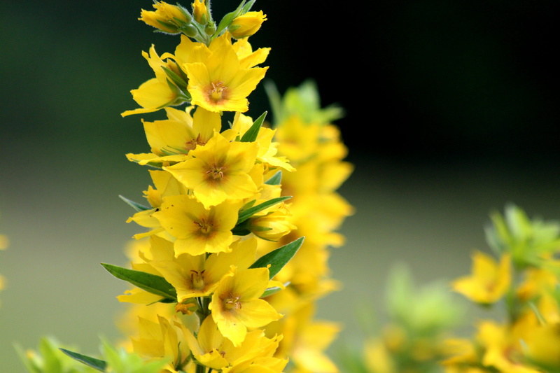 flowers, close-up, inflorescence, green background, nature, botany, focus on foreground, summer flowers, macro, no people, fauna, summer, yellow, petal
