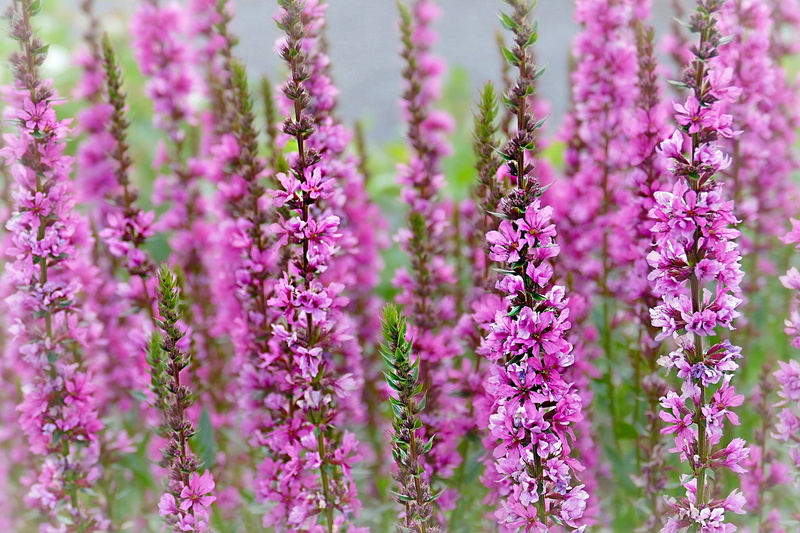 1080P, loosestrife, loosestrife loosestrife, macro, Plakun-grass