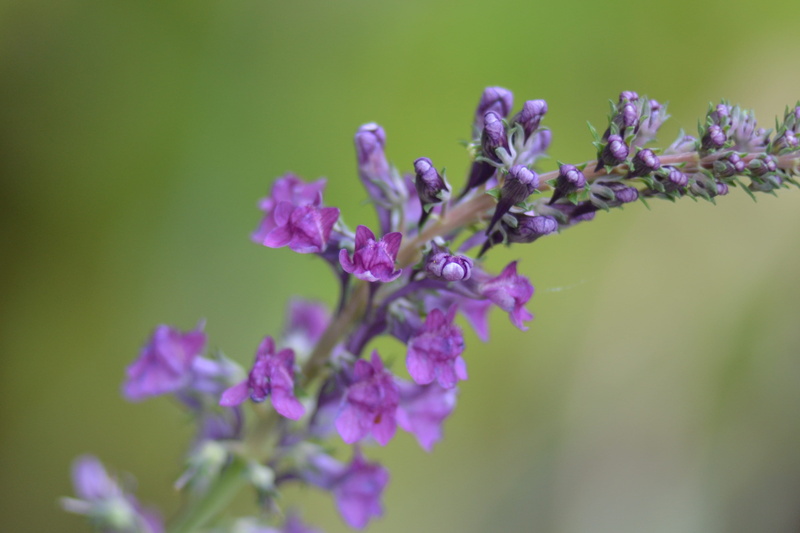 beauty in nature, inflorescence, flower, botany, nature, vulnerability, plant, no people, petal, growth, outdoors, day, purple, wild, selective focus, flowering plant