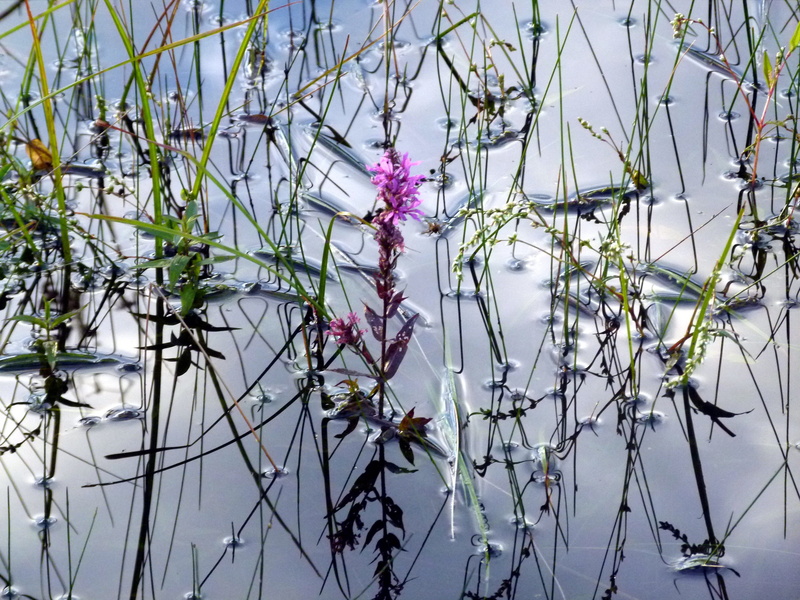 tree, fragility, focus on foreground, water, flowering plant, 4K, plant, growth, no people, outdoors, salicaria, plant stem, tranquility, freshness, lythrum