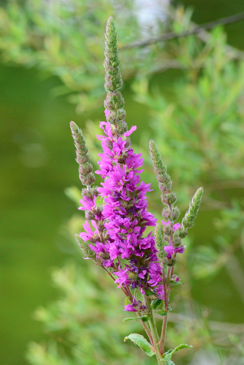 tall, springtime, fragility, day, focus on foreground, wild flower, flower head, waterside, outdoors, flower, land, 5K, purple, no people, close-up, lavender