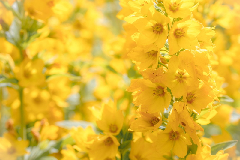 inflorescence, Loosestrife, 1080P, bokeh, macro