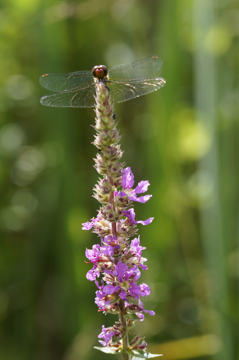 flora and fauna, butterfly - insect, day, one animal, lavender, flower, flowering plant, bank, 5K, close up, animal, dragonfly, purple, animal wing, flower head