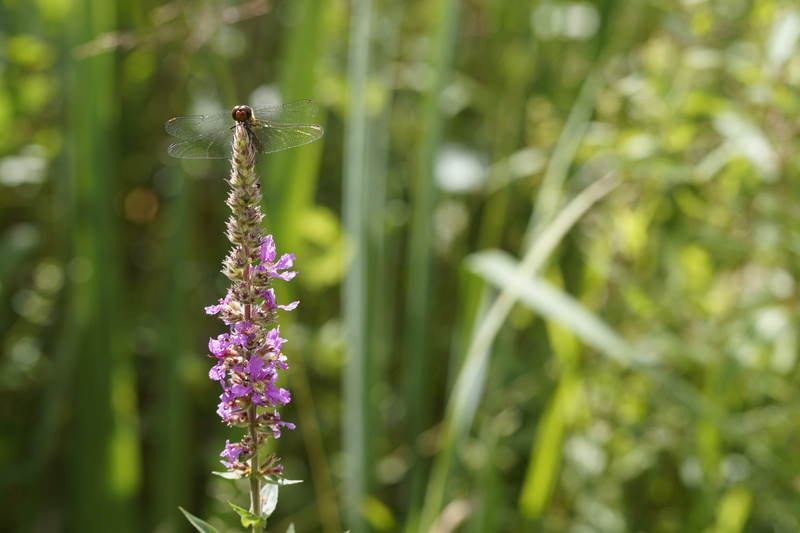 outdoors, lavender, flora, invertebrate, blood-red, butterfly - insect, animal, wetlands, flower, red dragonfly, flowering plant, beauty in nature, flower head