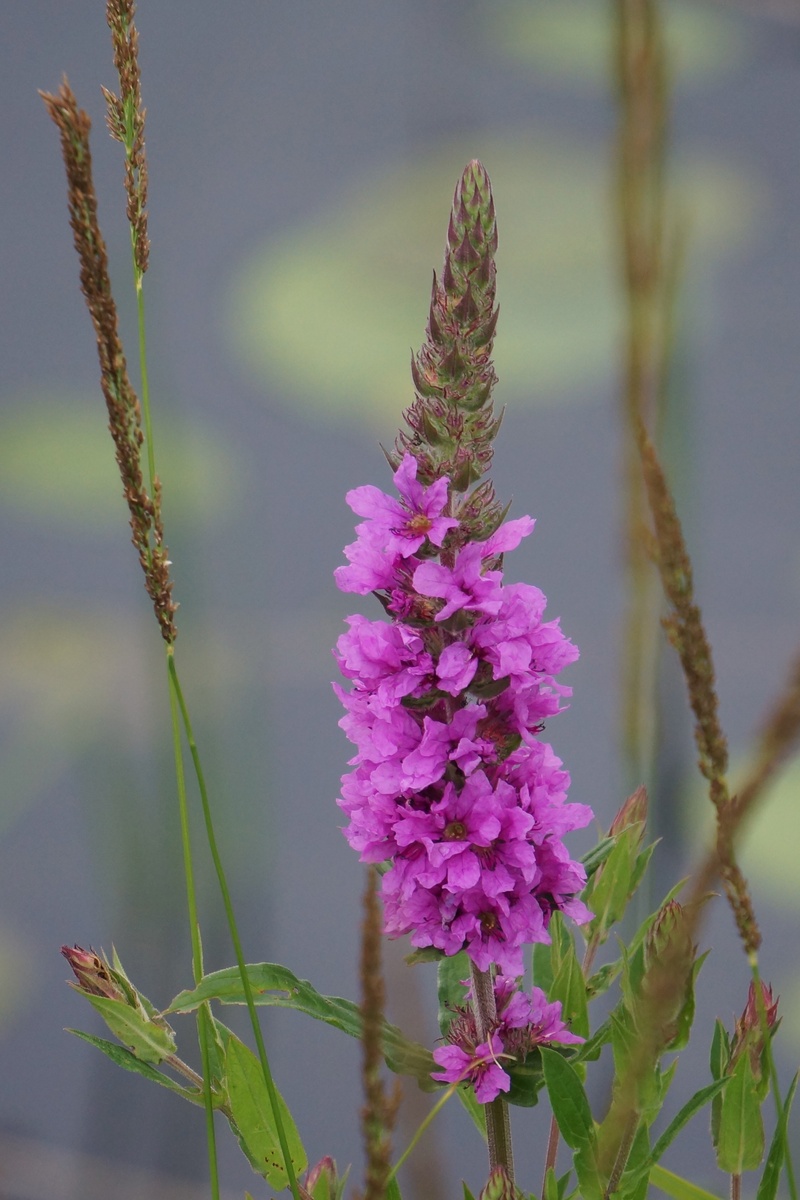 day, plant, no people, freshness, inflorescence, loosestrife, growth, plant stem, botany, flower head, purple, outdoors, the base of purple loosestrife