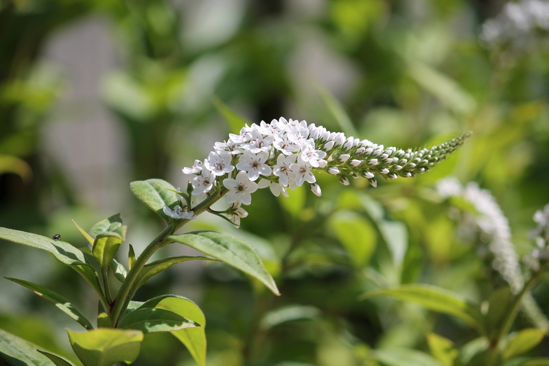 green color, white, loosestrife, shrub, day, focus on foreground, freshness, plant stem, no people, blossom, plant part, garden, close-up, flower head