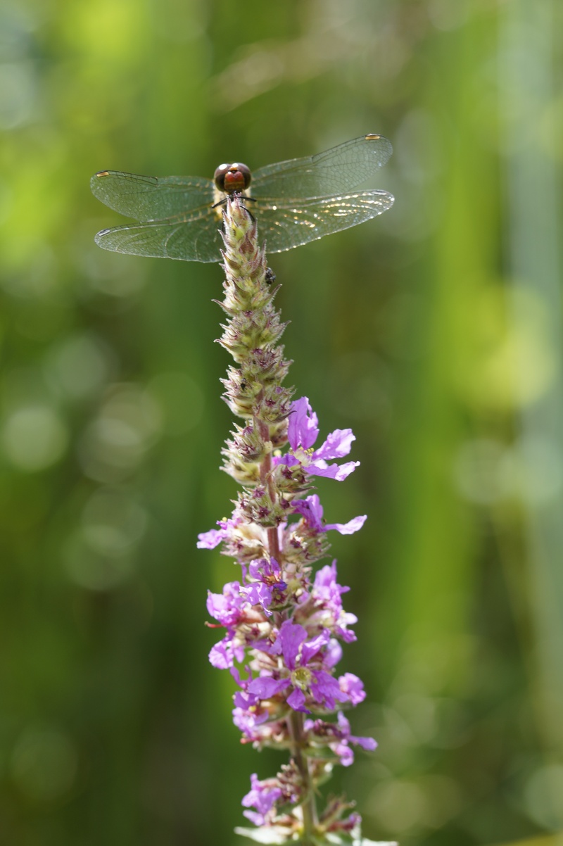 freshness, wing, lavender, 5K, close, dragonfly, animal, beauty in nature, day, wetlands, summer, bank, nature, plant, purple, insect, animals in the wild