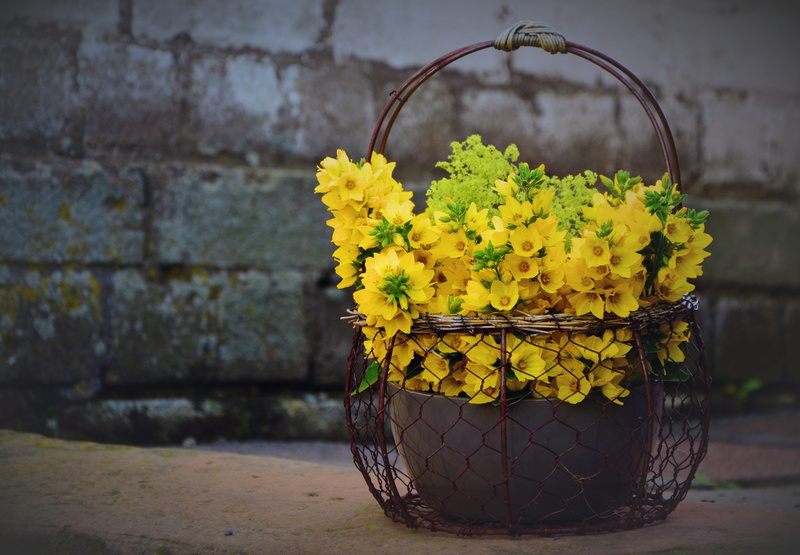 basket, nature, focus on foreground, loosestrife, yellow flowers, yellow Star of Bethlehem, decoration, flower head, close-up, no people, bouquet, flower pot