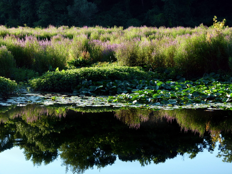 growth, outdoors, tree, tranquility, 4K, flora, water, wetland, standing water, green color, spiked, no people, scenics - nature, invasive, purple, idyllic