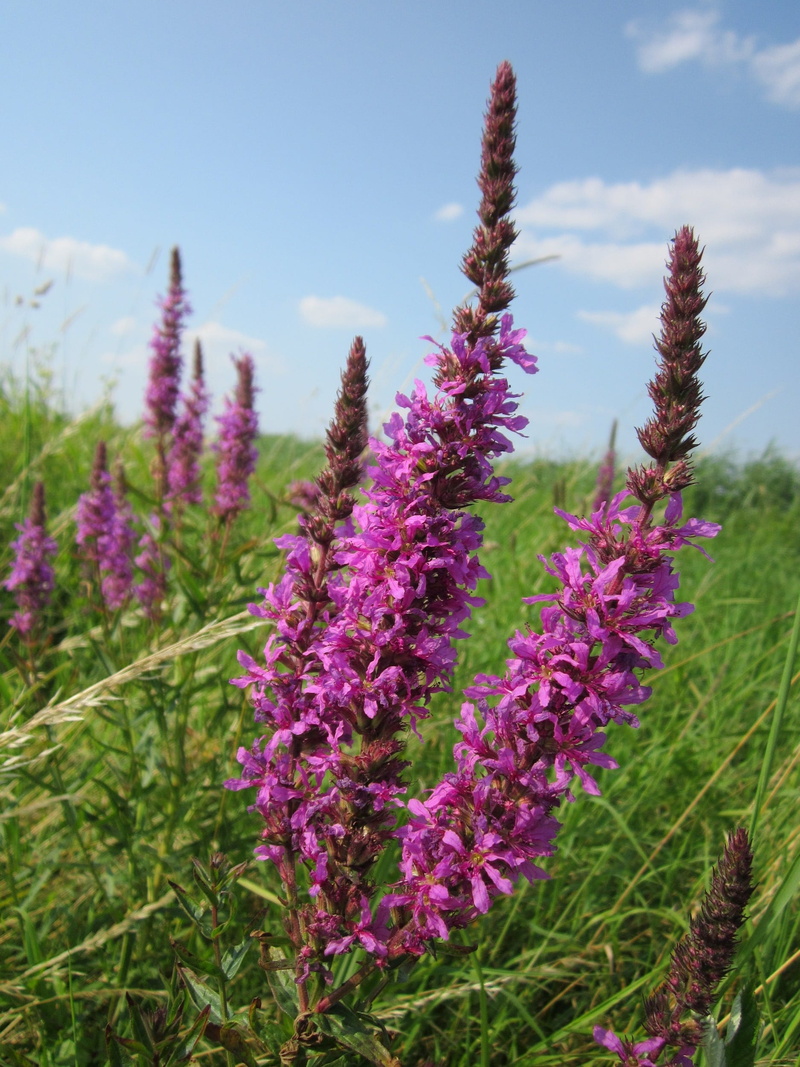 flora, sky, freshness, no people, beauty in nature, species, close-up, outdoors, vulnerability, purple, flowering plant, plant, springtime, tranquility