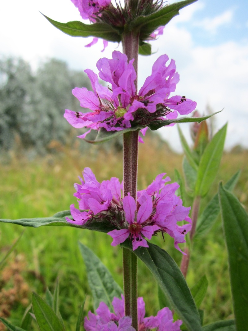 freshness, plant part, pink color, flora, beauty in nature, vulnerability, 1080P, lythrum salicaria, flower head, outdoors, species, day, petal, nature