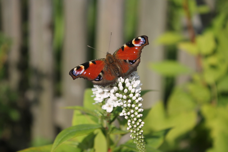 butterfly, no people, close-up, outdoors, selective focus, loosestrife, 4K, animals in the wild, insect, butterfly - insect, bloom, nature, animal wing