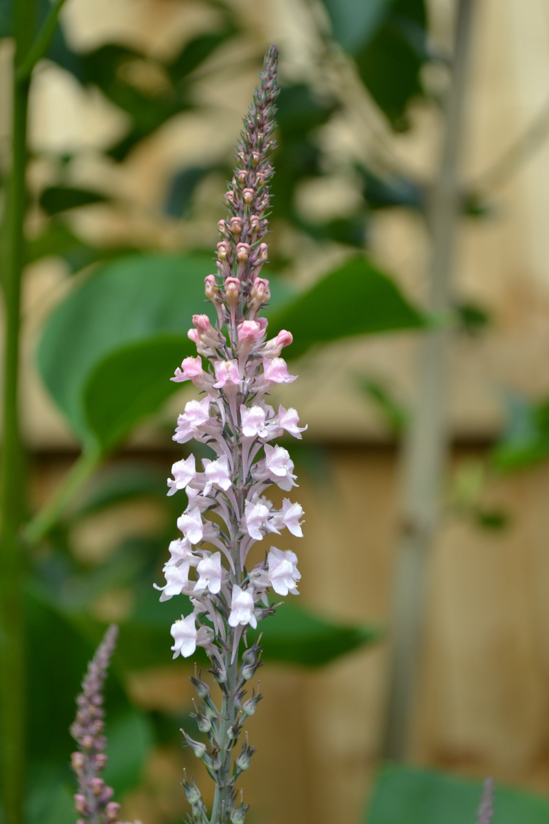 outdoors, day, pink, flowering plant, freshness, fragility, plant part, beauty in nature, inflorescence, flower head, purple, flower, plant, leaf, loosestrife
