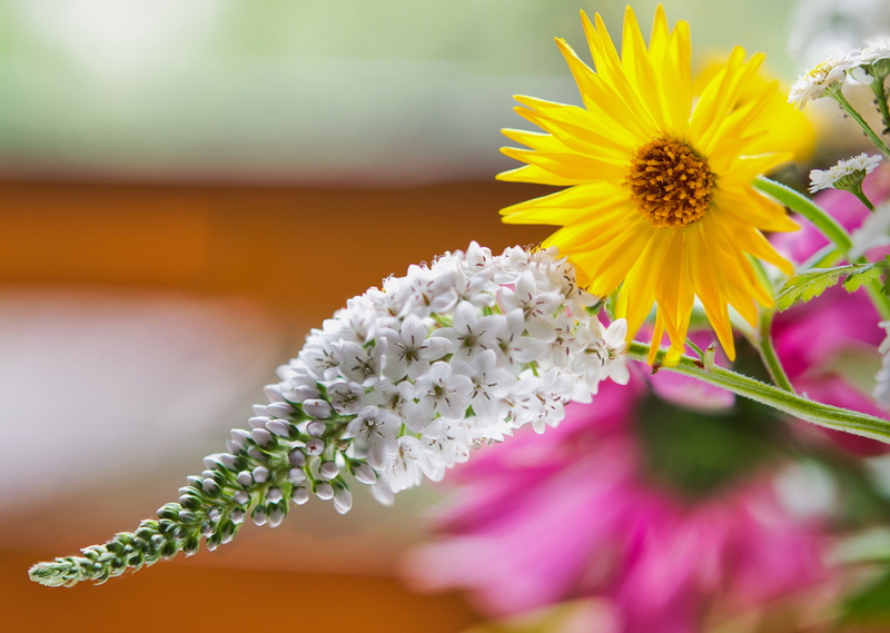loosestrife, fragility, 5K, yellow, flower arrangement, close-up, growth, garden, flower, inflorescence, purple, white, outdoors, no people, focus on foreground