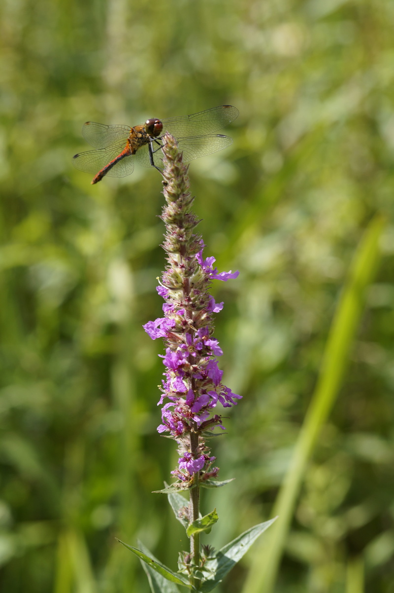 5K, invertebrate, insect, loosestrife, flower, freshness, red dragonfly, no people, purple, petal, flower head, dragonfly, flowering plant, one animal