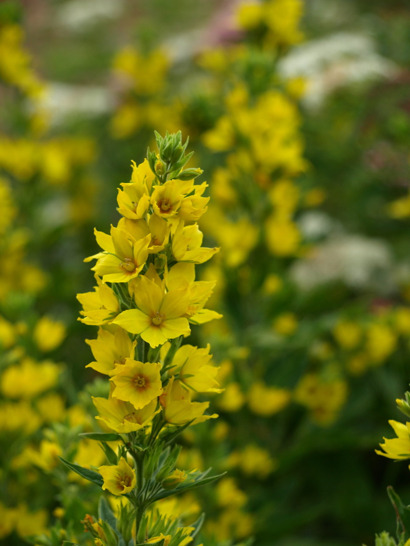 vulnerability, botany, gold-loosestrife, selective focus, close-up, fragility, day, flowering plant, beauty in nature, flower, focus on foreground, shrub summer
