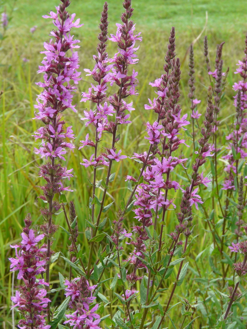 colorful, flora, no people, close-up, day, flowering plant, purple, beauty in nature, purple loosestrife, blossom, botany, natural, petal, growth, plant