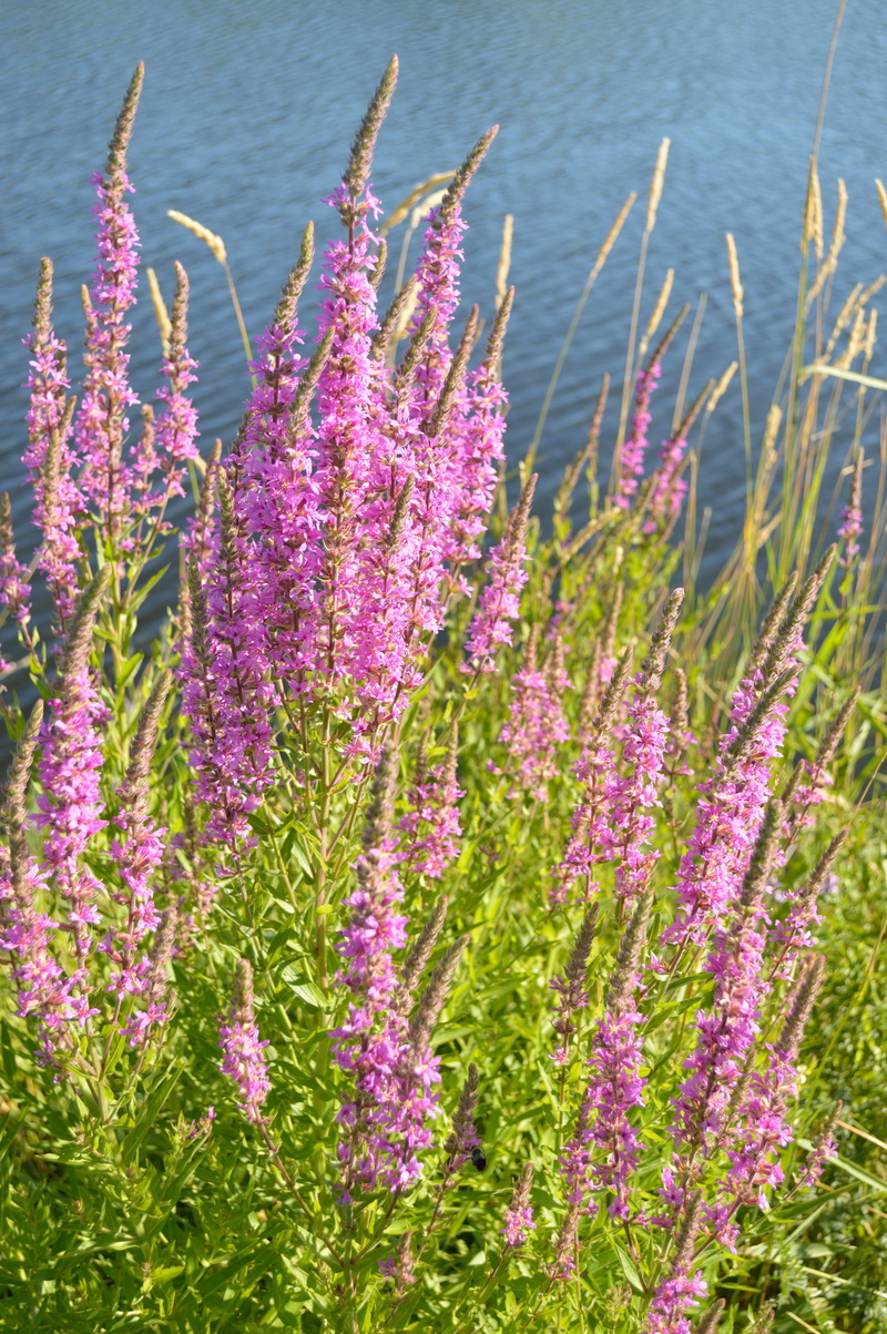 growth, close-up, wetland, summer, day, land, field, purple, botany, flower head, no people, environment, water, lavender, plant, beauty in nature, outdoors