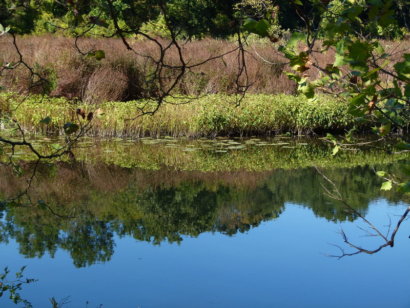 pond, loosestrife, forest, tree, plant, land, reflection lake, water, scenics - nature, summer, lythrum, nature, tranquility, weeds, lake, outdoors, salicaria