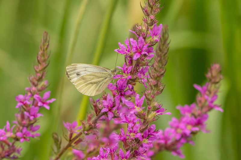 2K, Loosestrife, macro, flowers, Braquenie, butterfly