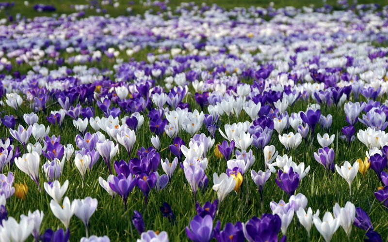 1080P, spring, grass, crocus, field