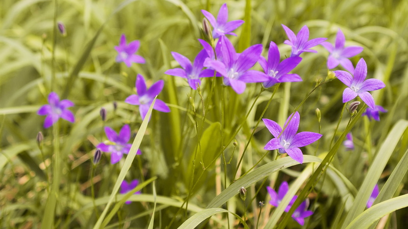 day, flower, springtime, 1080P, beauty in nature, nature, flowering plant, fragility, no people, grass, purple, flowerbed, close-up, inflorescence, plant