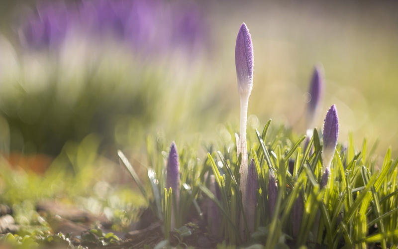 growth, iris, nature, plant, purple, plants, tranquility, fragility, field, 1080P, grass, green color, beauty in nature, flowering plant, freshness, selective focus