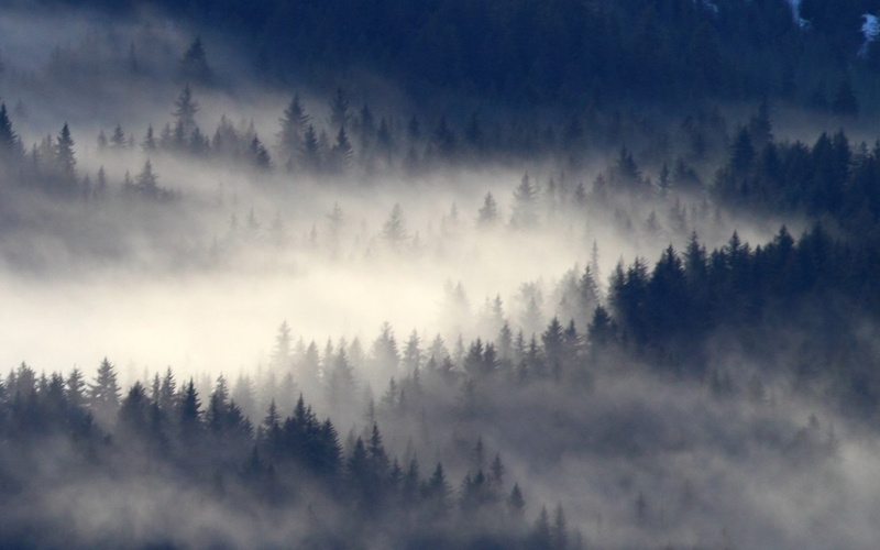 trees, forest, 1080P, mist, landscape, Alaska, nature