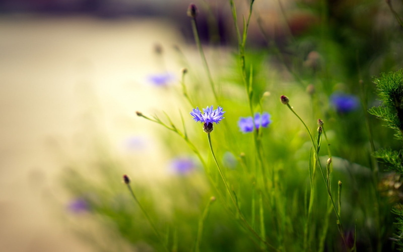 no people, fragility, freshness, focus on foreground, inflorescence, crocus, vulnerability, plants, flower, petal, beauty in nature, land, flower head
