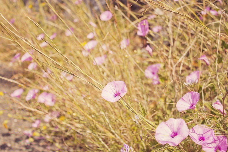 1080P, inflorescence, flower head, flowerbed, purple, land, fragility, petal, beauty in nature, crocus, outdoors, field, softness, vulnerability, nature