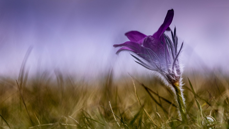 softness, iris, nature, flowering plant, purple flower, freshness, growth, land, no people, close-up, flower, field, vulnerability, plant, springtime, fragility