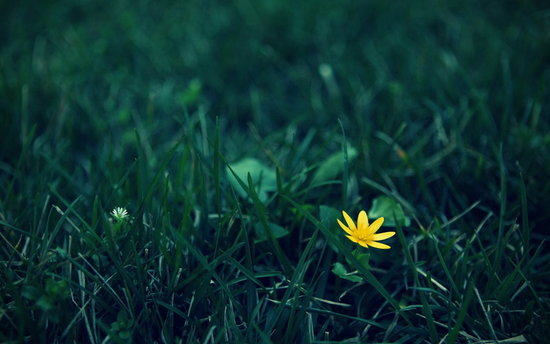 land, flower, growth, season, freshness, daisy, leaf, green Color, vibrant Color, blossom, flowering plant, field, inflorescence, crocus, yellow, fragility