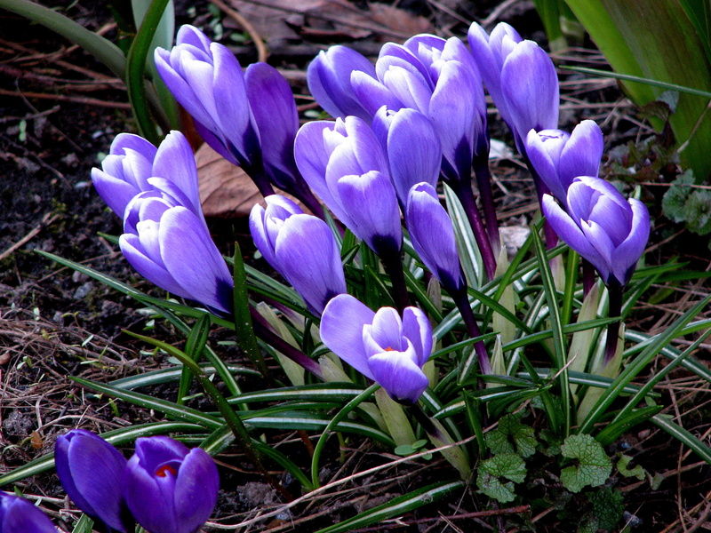 bouquet, 2K, close-up, purple, springtime, easter, leaf, plant, vulnerability, field, iris, colors, fragility, beauty In Nature, petal, yellow, blue, stem
