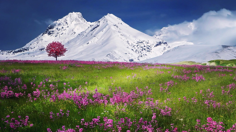 wilderness, swiss alps, schwyz, mount scenery, morschach, grassland, flower, flowering plant, environment, mountain range, alps, landscape, plant, mountain