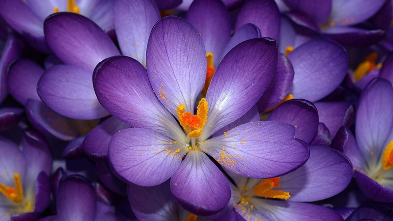 blossom, crocus, garden, 1080P, flowers, spring