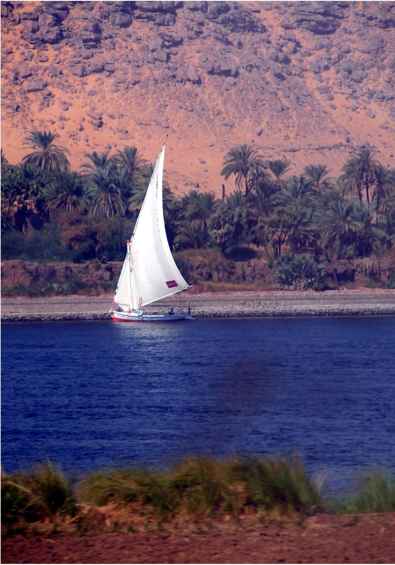 day, traditional, tree, transportation, lateen sail, plant, Nile River, sea, tropical climate, ship, travel, sky, canvas, River, mode of transportation