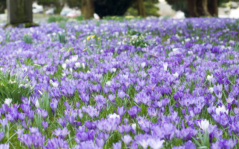 no People, flowers, beauty In Nature, nature, flower, formal Garden, vulnerability, plant, fragility, white, season, backgrounds, crocus, flowerbed, outdoors