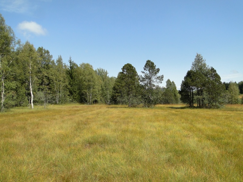 nature, day, grass, schwyz, sky, green color, moor, growth, beauty in nature, scenics - nature, tree, 2K, no people, heide, land, outdoors, plant, remote