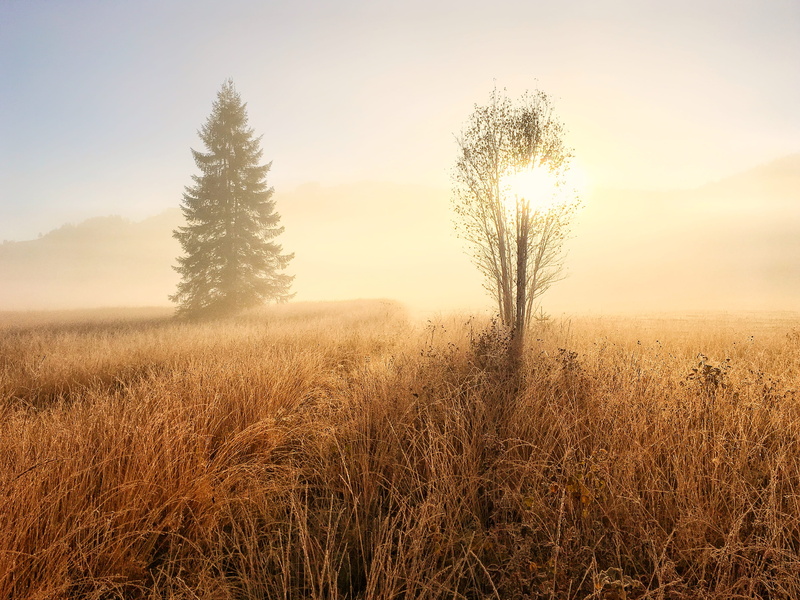 golden, schweiz, warm, fog, non-urban scene, sunlight, dust, beauty in nature, backlit, leaf, green, schwyz, tree, rothenthurm, plant, sunset, land, flora