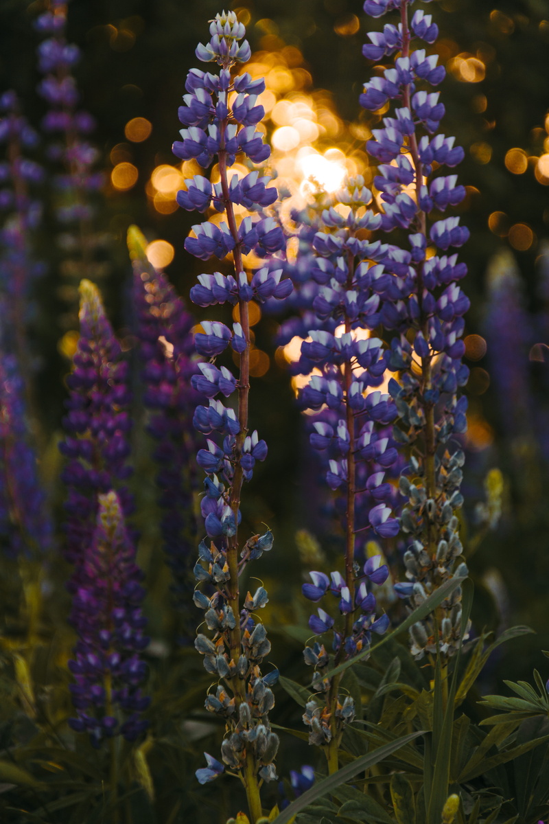 purple, lavander, mother nature, flower, darkness, selective focus, plant, lights, lilac, no people, colors, fragility, petals, nature, vulnerability, focus on foreground
